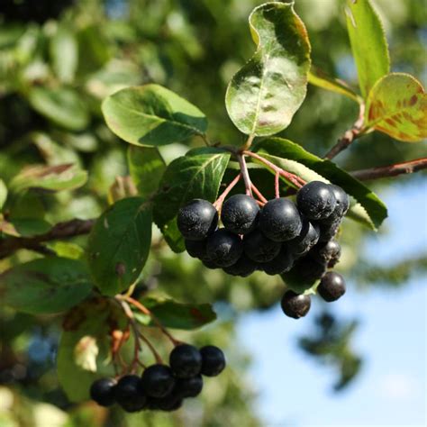 The Autumn Harvest: Black Chokeberry and its Culinary Potential